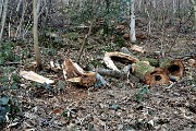 17 Tronchi di castagno da poco tagliati